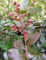 Preview: Lagerstroemia Indica Braise d´ete2